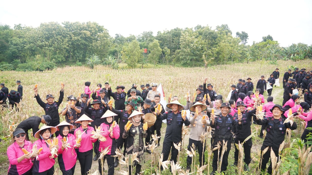 Polda Jateng Panen Raya Jagung 9 Ton di 2 Hektar Lahan, Sukses Jalankan Program Ketahanan Pangan Polri