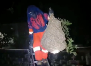 Evakuasi Sarang Tawon Vespa Raksasa di Palangkaraya Resahkan Warga