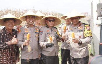 Kapolda Jatim Pimpin Panen Raya Jagung Hibrida di Sidoarjo