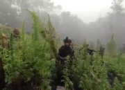 Tekan Peredaran Narkoba, BNN Bakal Ubah Petani Ganja di Aceh Jadi Petani Kopi