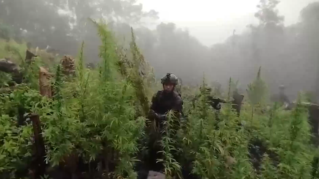 Tekan Peredaran Narkoba, BNN Bakal Ubah Petani Ganja di Aceh Jadi Petani Kopi