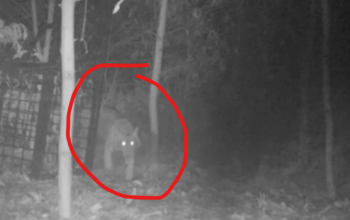 Harimau Sumatera yang Mangsa Pekerja HTI Berhasil Ditangkap BBKSDA Riau