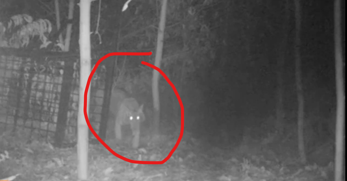 Harimau Sumatera yang Mangsa Pekerja HTI Berhasil Ditangkap BBKSDA Riau