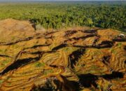Organisasi Masyarakat Sipil Indonesia Desak Uni Eropa Perhitungkan Krisis Deforestasi di Papua dalam Sistem Benchmarking EUDR