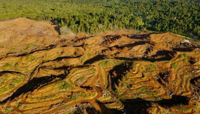 Organisasi Masyarakat Sipil Indonesia Desak Uni Eropa Perhitungkan Krisis Deforestasi di Papua dalam Sistem Benchmarking EUDR