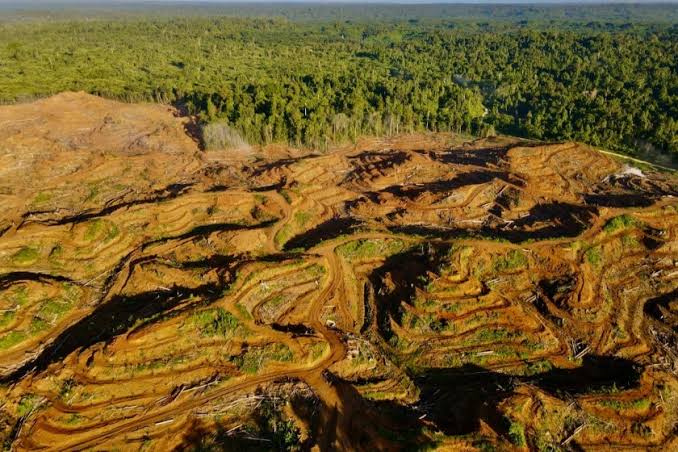 Organisasi Masyarakat Sipil Indonesia Desak Uni Eropa Perhitungkan Krisis Deforestasi di Papua dalam Sistem Benchmarking EUDR