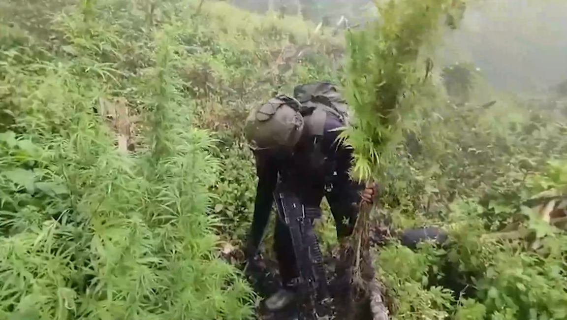 TNI Temukan Ladang Ganja di Pegunungan Bintang, Papua Ladang Ganja di Pegunungan Bintang, Papua