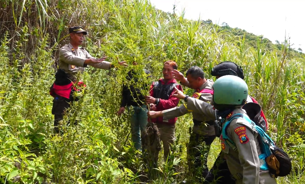 Viral Penemuan Ladang Ganja di Kawasan TNBTS, Kepala BB TNBTS Beri Klarifikasi