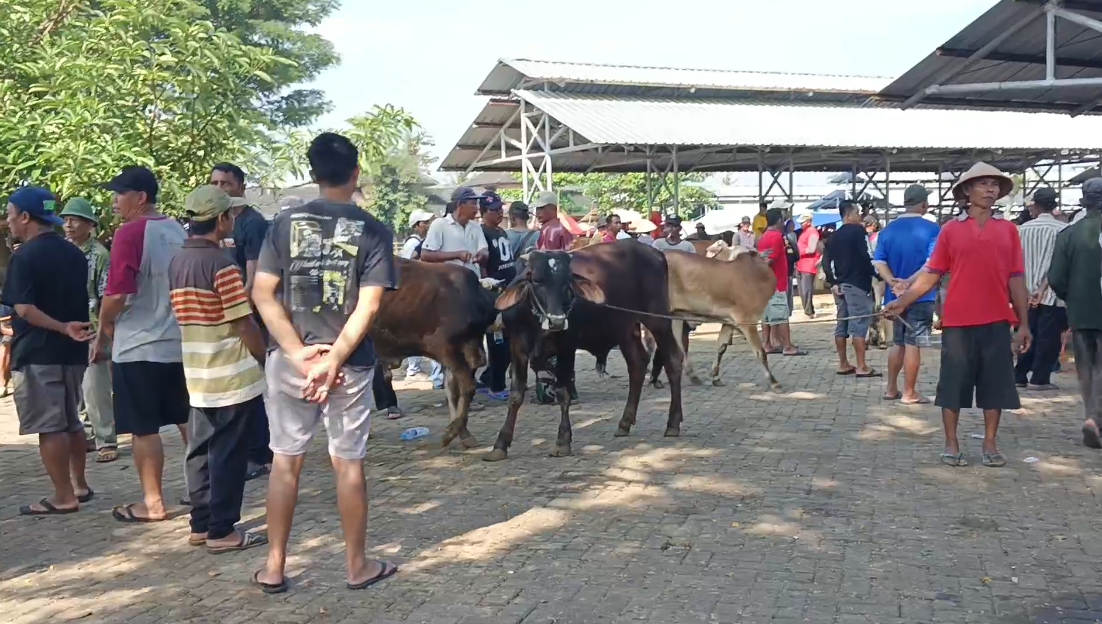 Langkah Cepat Atasi Wabah Antraks di Gunungkidul