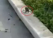 Viral! Serangan Tikus di IKN Kejar-kejaran dengan Wisatawan