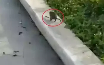Viral! Serangan Tikus di IKN Kejar-kejaran dengan Wisatawan