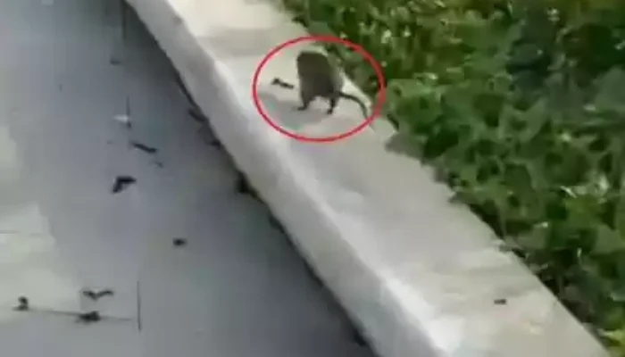 Viral! Serangan Tikus di IKN Kejar-kejaran dengan Wisatawan