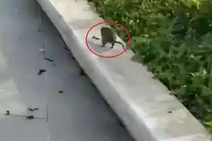 Viral! Serangan Tikus di IKN Kejar-kejaran dengan Wisatawan