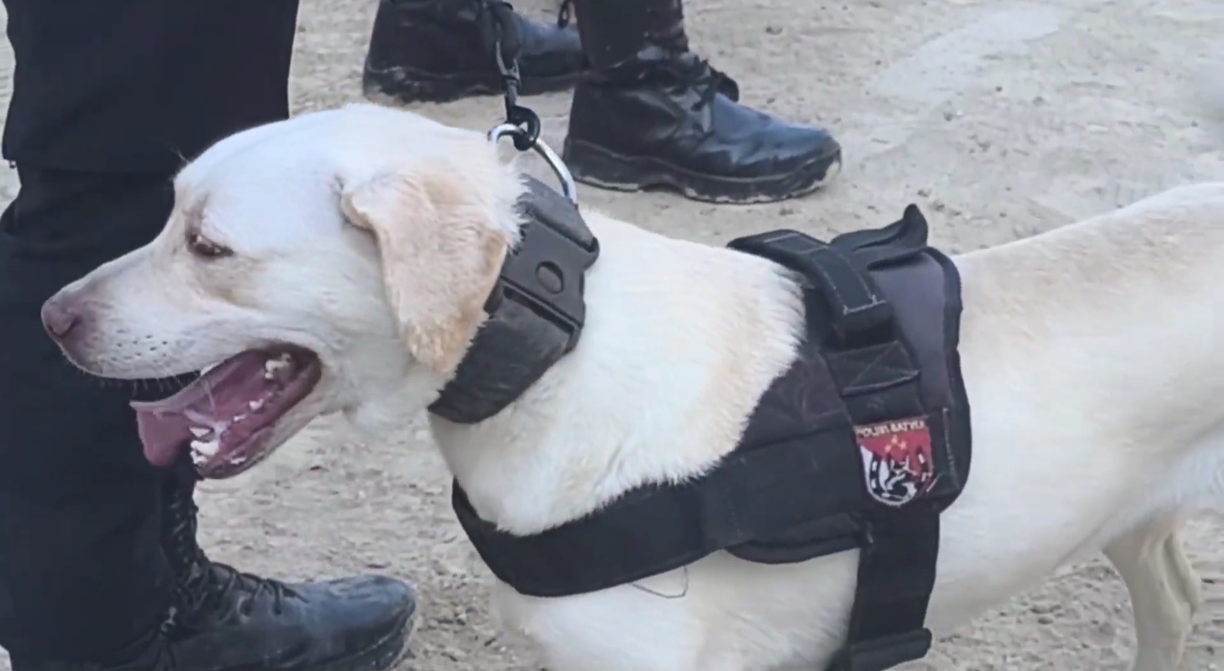 Operasi Pencarian Korban Longsor Gunung Kuda Terus Berlanjut, Tiga Anjing Pelacak Diterjunkan
