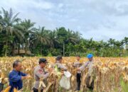 Dukung Asta Cita, Gugus Tugas Ketahanan Pangan Polda Jambi Sukses Panen Jagung di 6 Polres