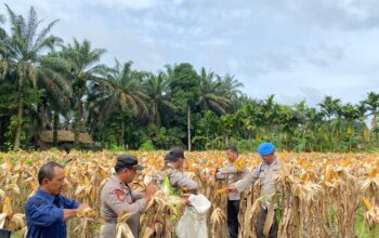Dukung Asta Cita, Gugus Tugas Ketahanan Pangan Polda Jambi Sukses Panen Jagung di 6 Polres