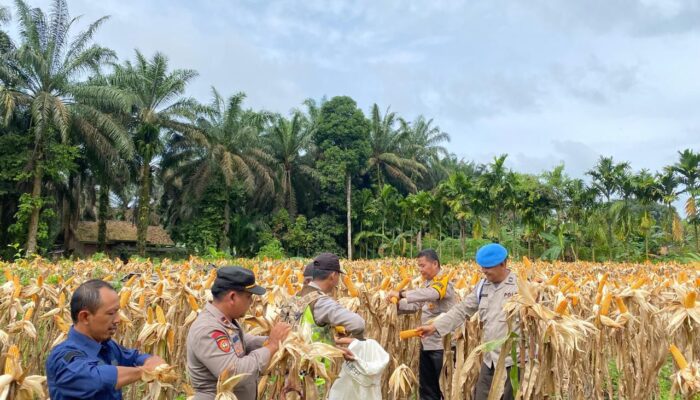 Dukung Asta Cita, Gugus Tugas Ketahanan Pangan Polda Jambi Sukses Panen Jagung di 6 Polres
