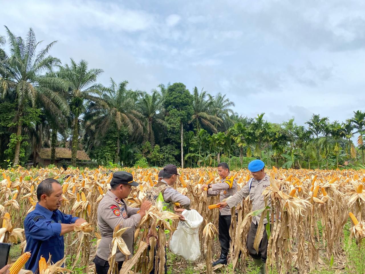 Dukung Asta Cita, Gugus Tugas Ketahanan Pangan Polda Jambi Sukses Panen Jagung di 6 Polres