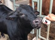 Protes Harga Tinggi dan Daya Beli Turun, Pedagang Daging Sapi Jabodetabek Mogok Tiga Hari
