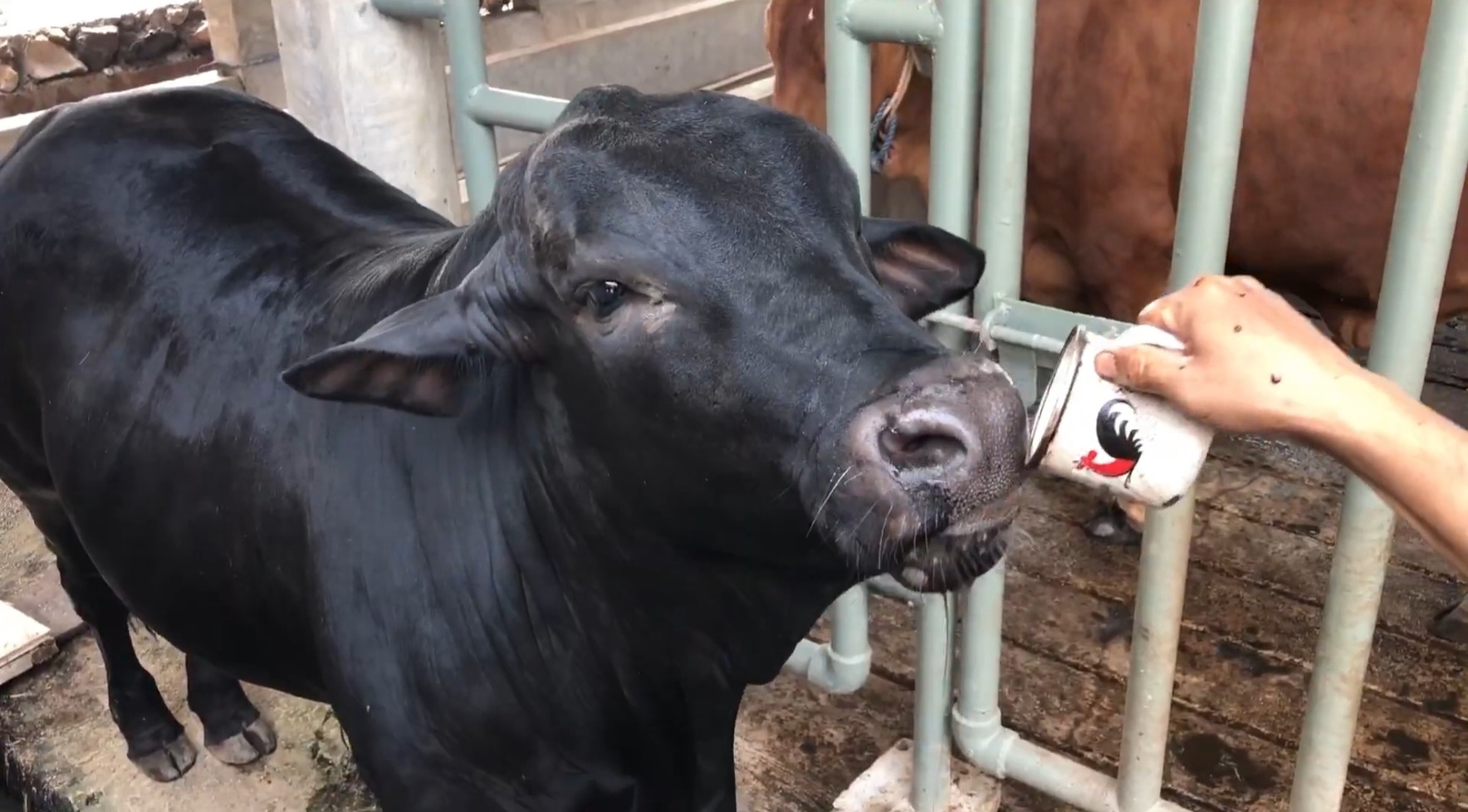 Unik! Sapi Ini Lebih Suka Ngopi daripada Minum Air