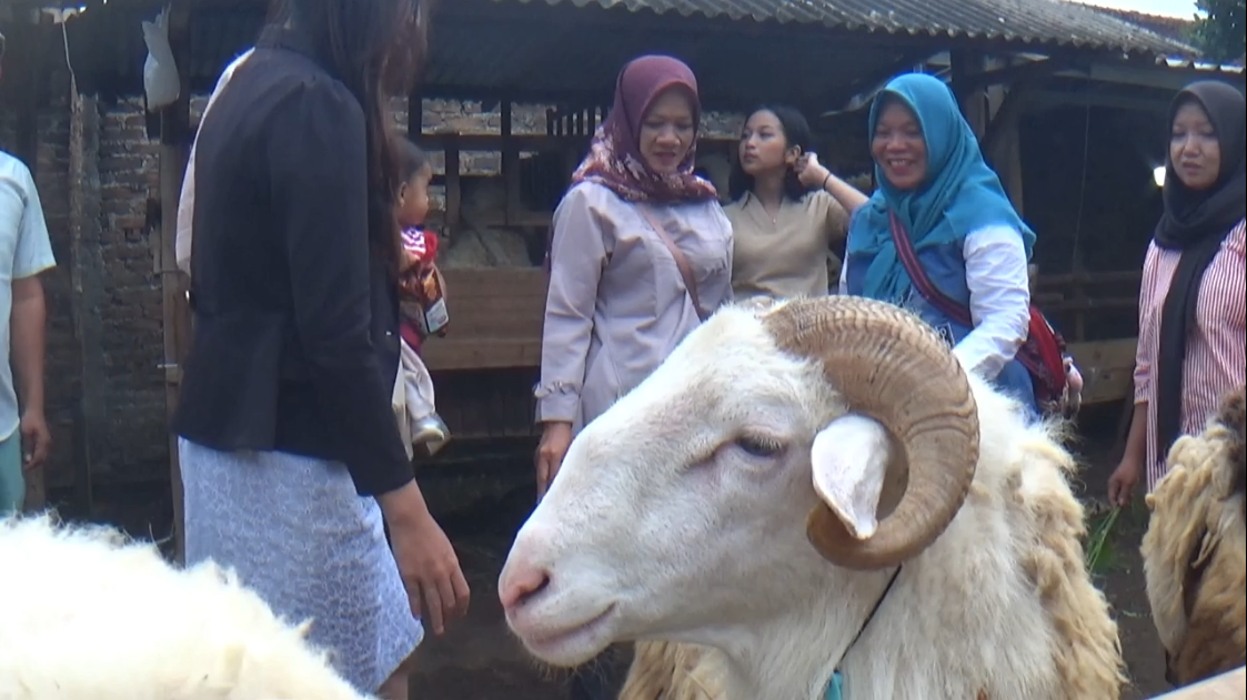 Mahasiswi SPG Dongkrak Penjualan Hewan Kurban, Strategi Kreatif Peternak di Bantul