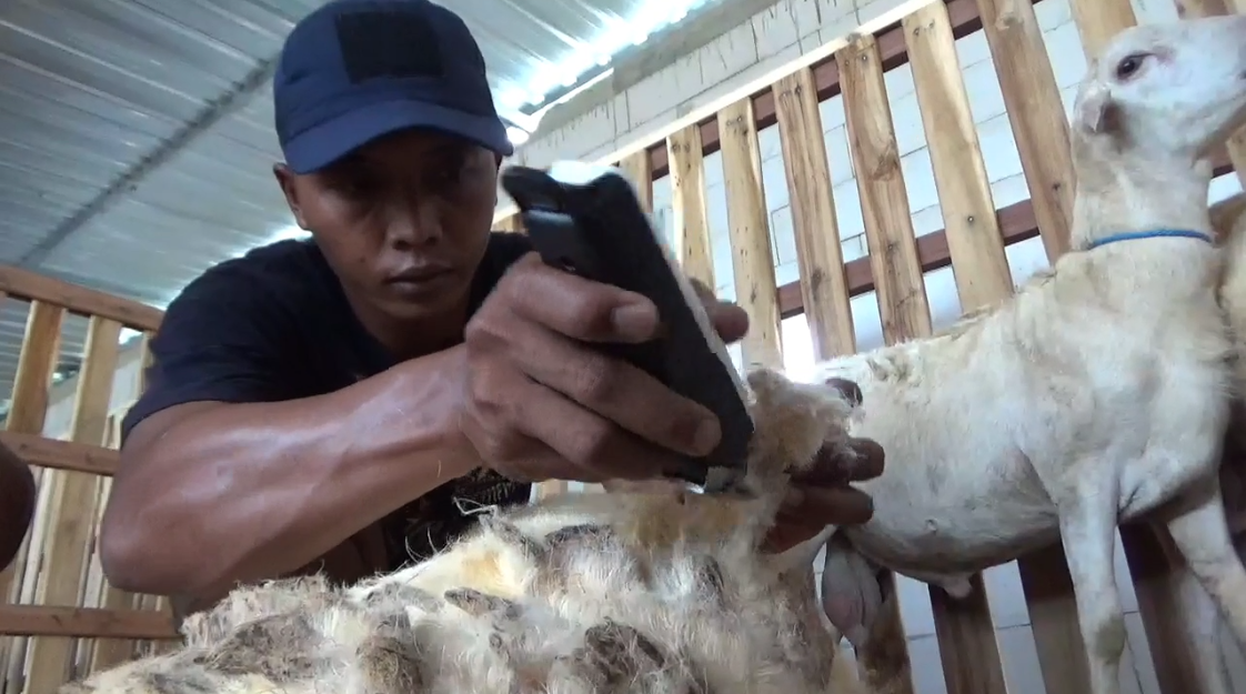 Jelang Idul Adha, Jasa Salon Kambing di Jombang Makin Diminati