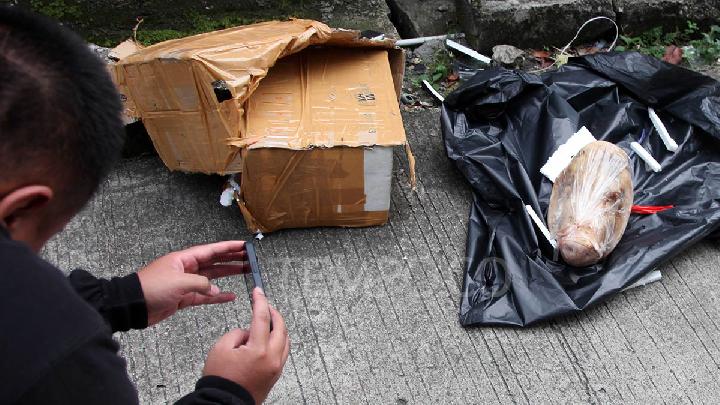 Kasus Teror Kepala Babi, AMP Belum Lapor Polisi