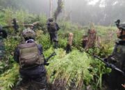 Satgas Damai Cartenz Temukan Ladang Ganja Milik KKB di Papua Pegunungan