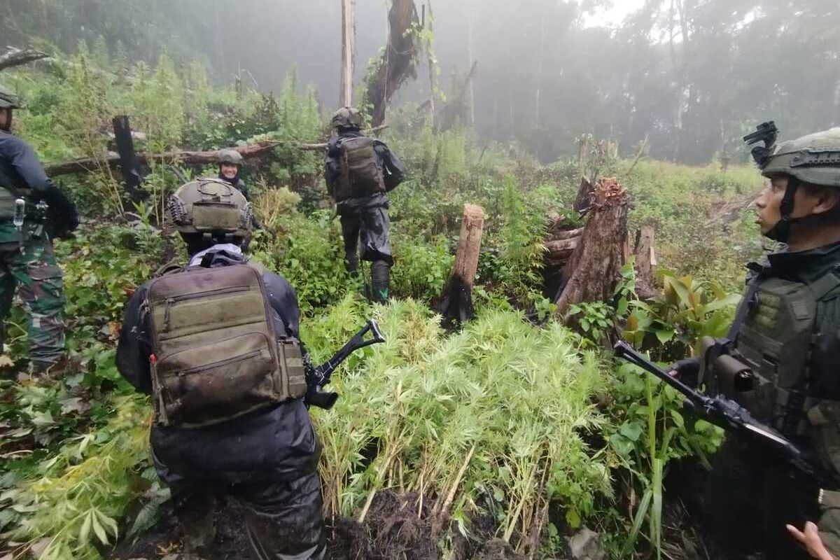 Satgas Damai Cartenz Temukan Ladang Ganja Milik KKB di Papua Pegunungan