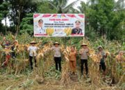 Polres Halmahera Utara Sukses Gelar Panen Raya Jagung Dukung Ketahanan Pangan Nasional