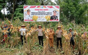Polres Halmahera Utara Sukses Gelar Panen Raya Jagung Dukung Ketahanan Pangan Nasional