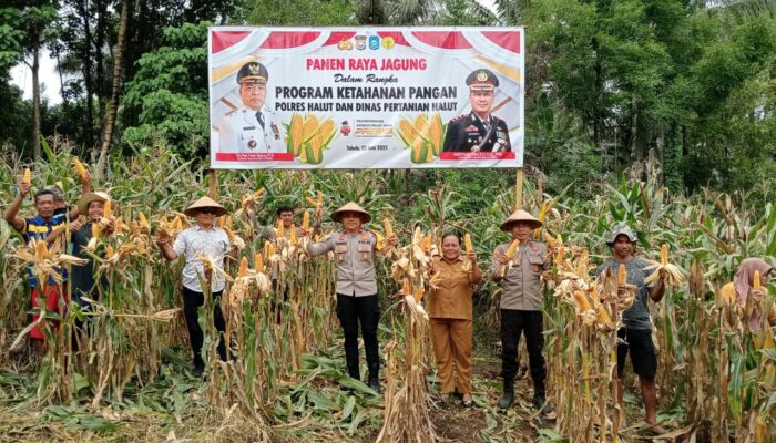 Polres Halmahera Utara Sukses Gelar Panen Raya Jagung Dukung Ketahanan Pangan Nasional
