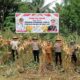 Polres Halmahera Utara Sukses Gelar Panen Raya Jagung Dukung Ketahanan Pangan Nasional