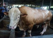 Prabowo Sumbang Sapi Kurban Seberat 1,08 Ton untuk Pemkab Sidoarjo