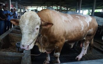 Sapi Kurban Prabowo di Sidoarjo