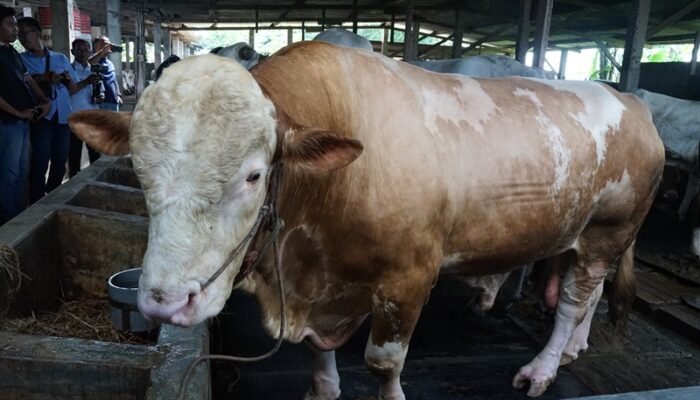 Prabowo Sumbang Sapi Kurban Seberat 1,08 Ton untuk Pemkab Sidoarjo