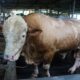 Sapi Kurban Prabowo di Sidoarjo