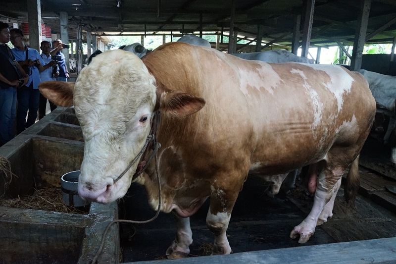 Sapi Kurban Prabowo di Sidoarjo