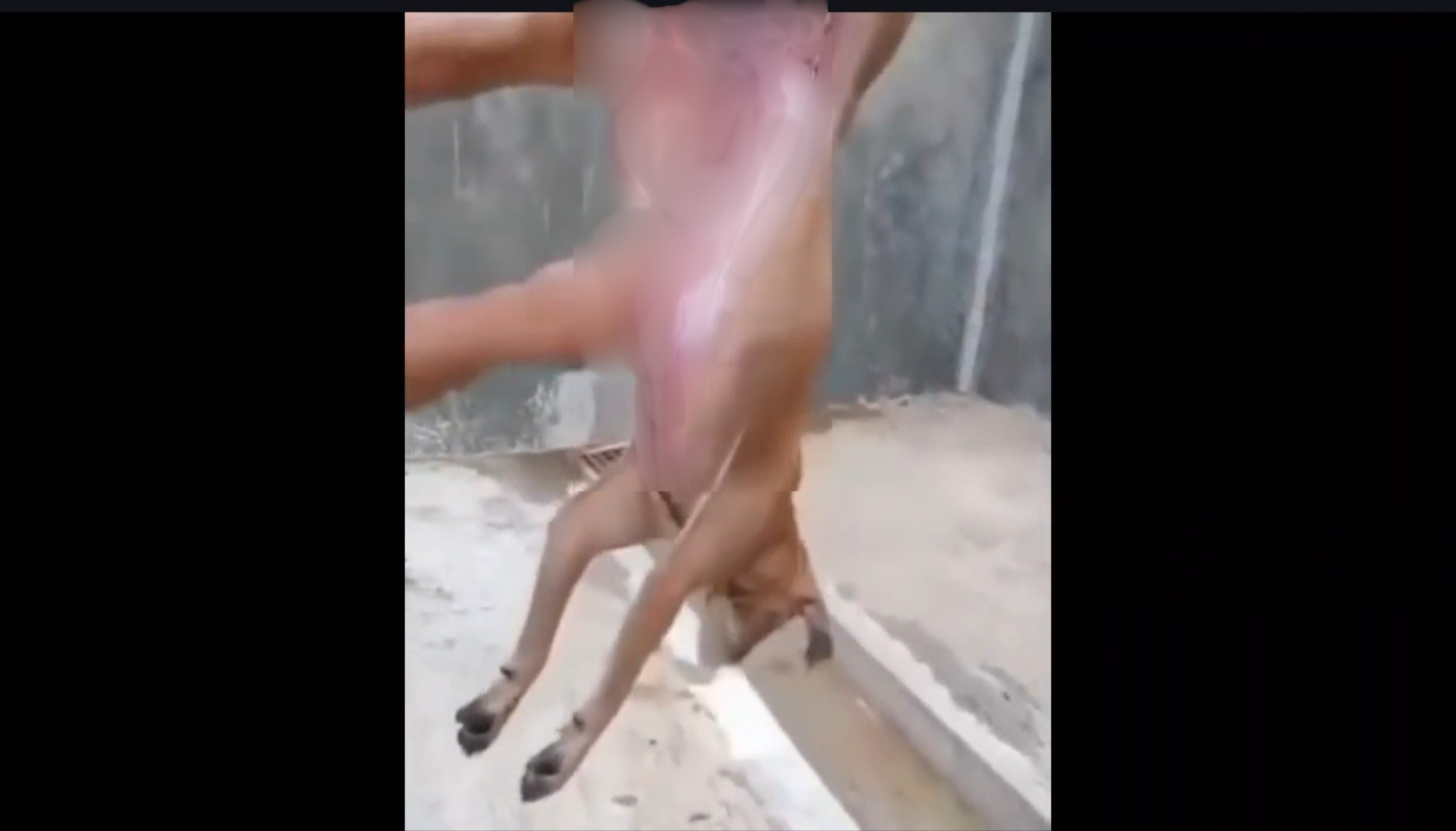 Viral Video Penyiksaan Hewan di Media Sosial, Polisi Pastikan Informasi Tidak Benar