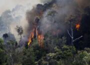 KemenHAM Dorong Penanganan Karhutla Tidak Kriminalisasi Warga Kecil
