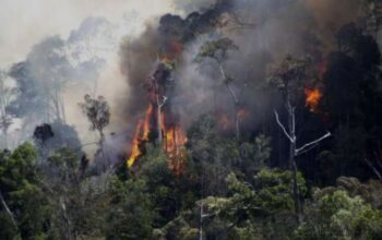 Imbas Karhutla Riau, KLH Segel 4 Perusahaan Perkebunan dan Tutup 1 Pabrik Sawit 