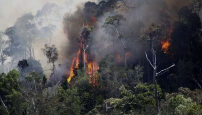 Imbas Karhutla Riau, KLH Segel 4 Perusahaan Perkebunan dan Tutup 1 Pabrik Sawit 
