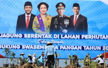 Tanam Jagung di Lahan Perhutanan Grobogan