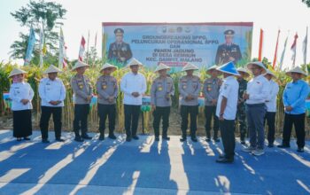 Panen Raya Jagung di Malang, Wujud Nyata Komitmen Polri Sukseskan Ketahanan Pangan Nasional