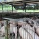 Tak Sesuai Nilai Lokal, Proyek Peternakan Babi CPI Rp30 T Dibatalkan