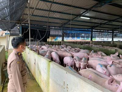 Rencana Investasi Peternakan Babi di Jepara Bikin Heboh, MUI Hingga Wakil Gubernur Jateng Ikutan Bersuara