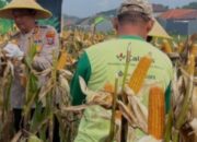 Hari Tani Nasional 2025: Polri Aktif Dukung Ketahanan Pangan, Produksi Jagung Melonjak