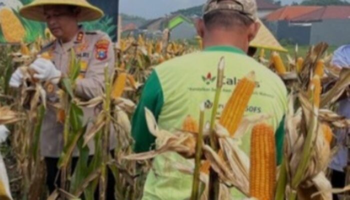 Hari Tani Nasional 2025: Polri Aktif Dukung Ketahanan Pangan, Produksi Jagung Melonjak