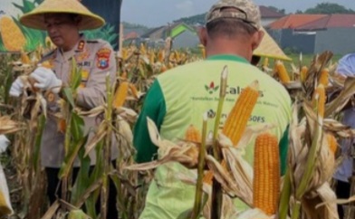 Hari Tani Nasional 2025: Polri Aktif Dukung Ketahanan Pangan, Produksi Jagung Melonjak