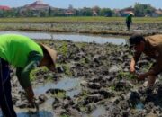 Hari Tani Nasional 2025, Perhutani Gandeng Petani Wujudkan Swasembada Pangan Nasional
